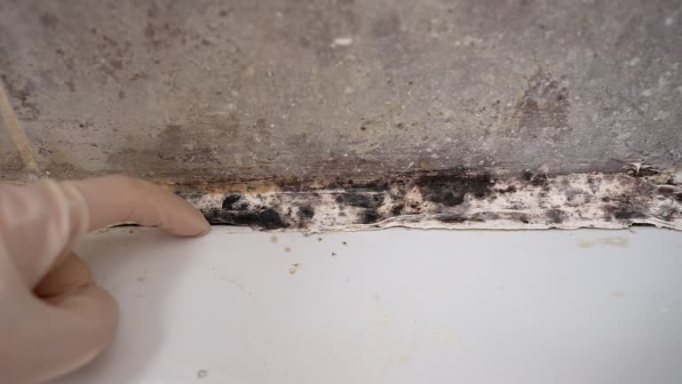 Best Commercial Mold Inspection  in Glassport, PA